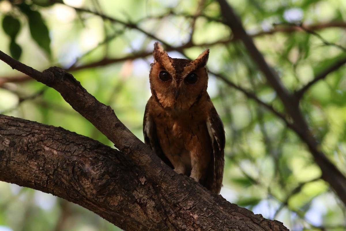 Indian Scops-Owl - ML635734010