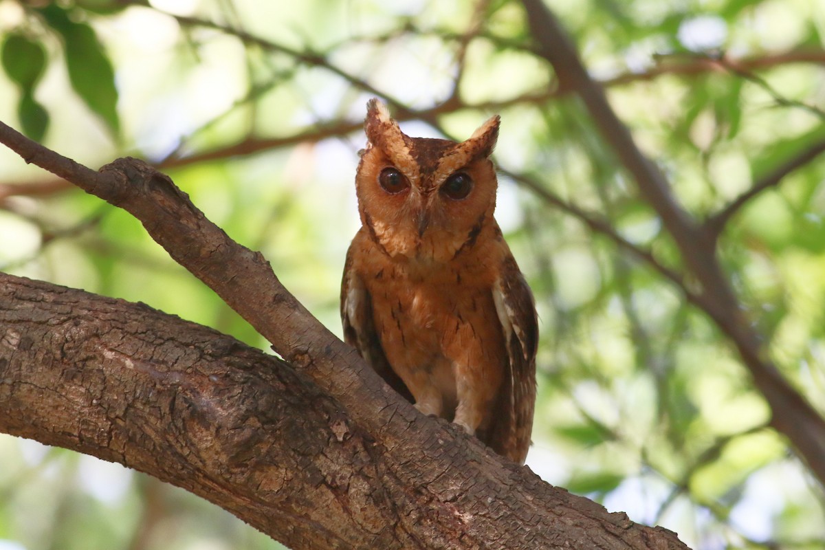 Indian Scops-Owl - ML635734011