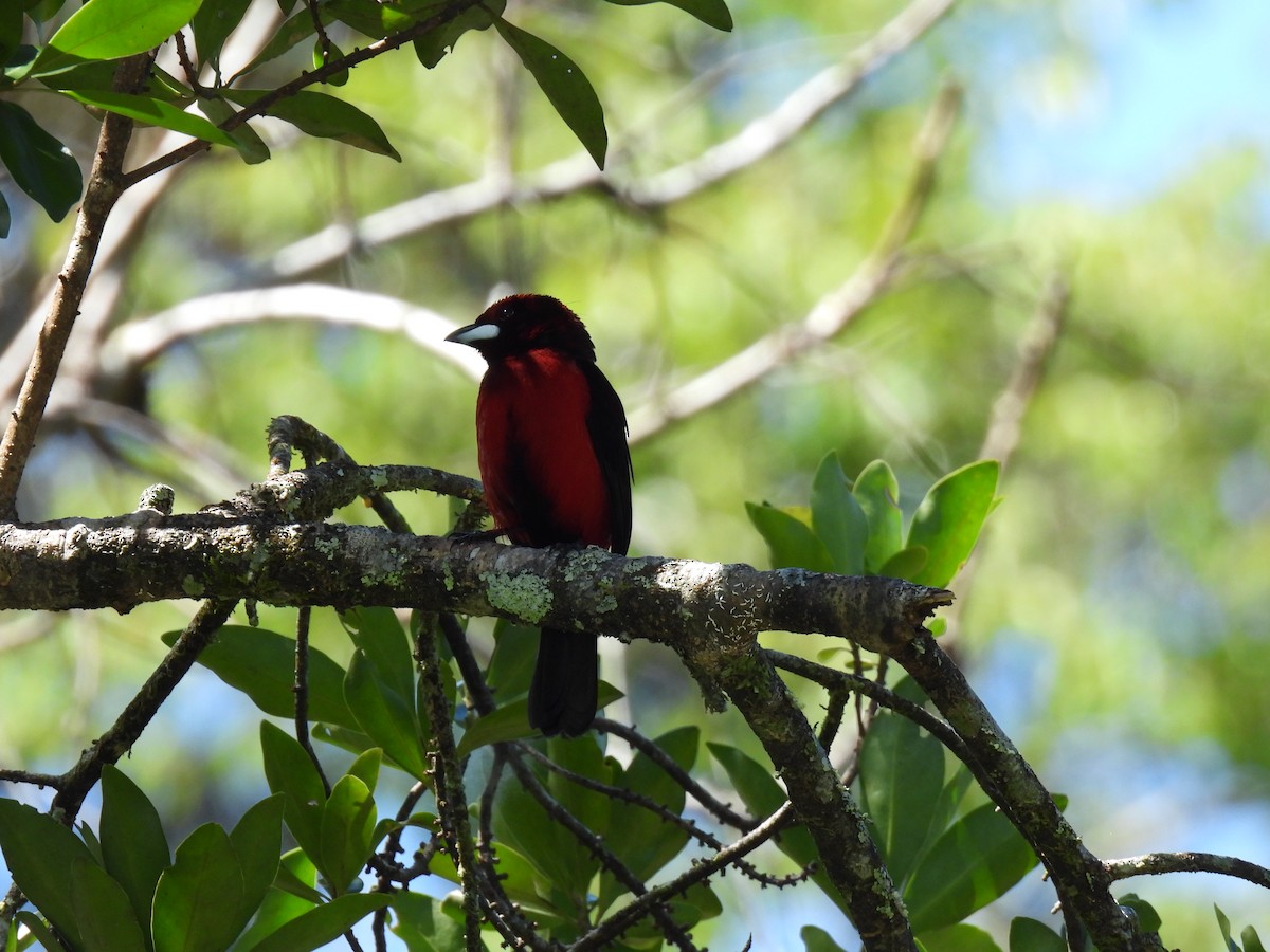 Crimson-backed Tanager - ML635734059