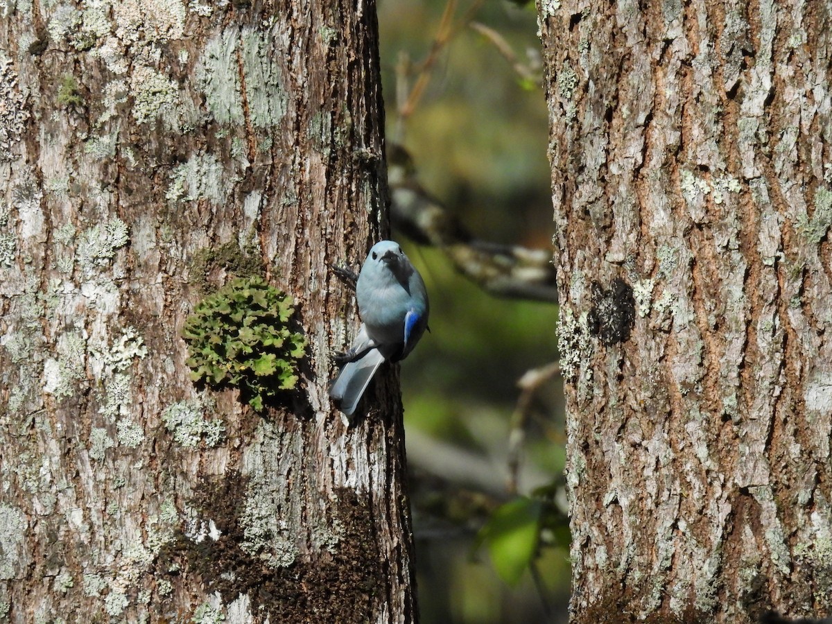 Blue-gray Tanager - ML635734102