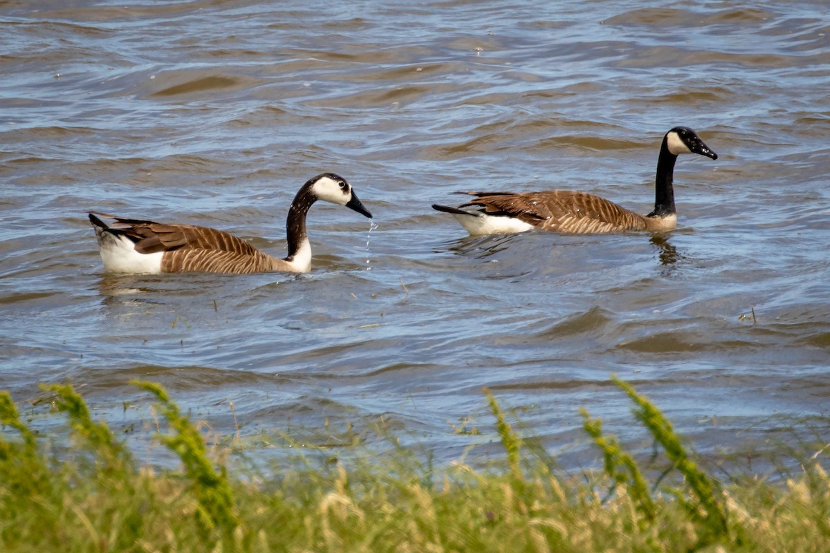 domácí husa sp. x berneška velká (hybrid) - ML635734140