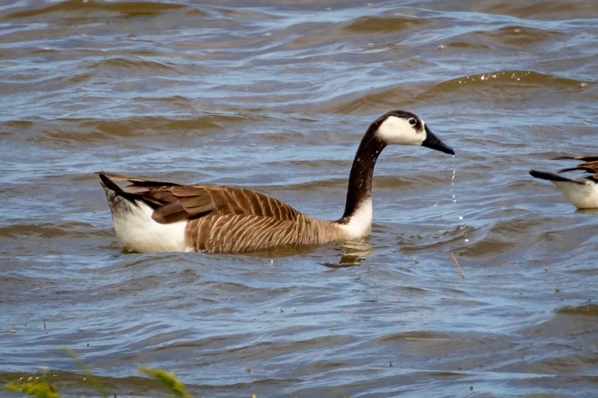 domácí husa sp. x berneška velká (hybrid) - ML635734141