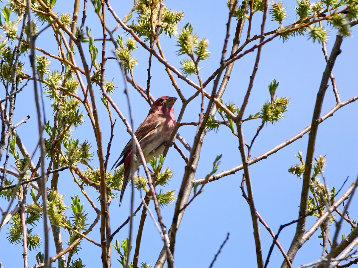 Purple Finch (Western) - ML635734172