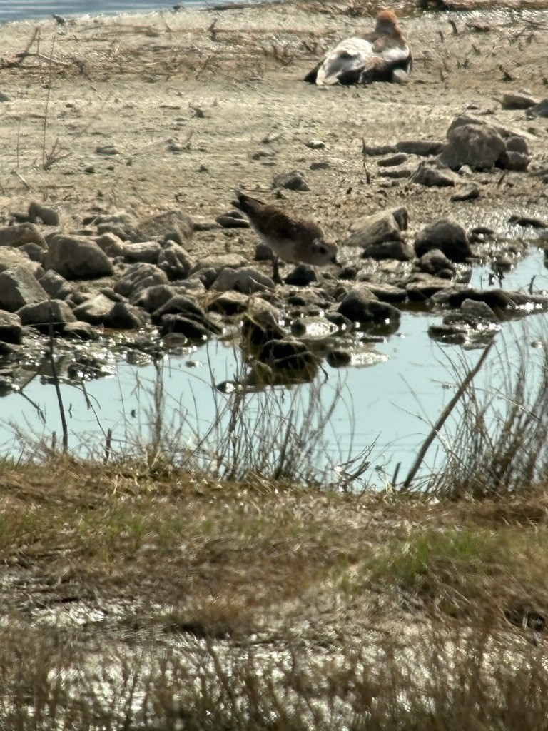 Prärie-Goldregenpfeifer - ML635734188