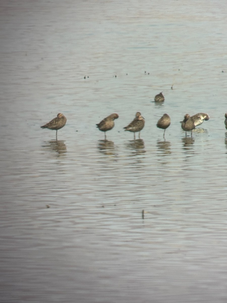 Bindenstrandläufer - ML635734207