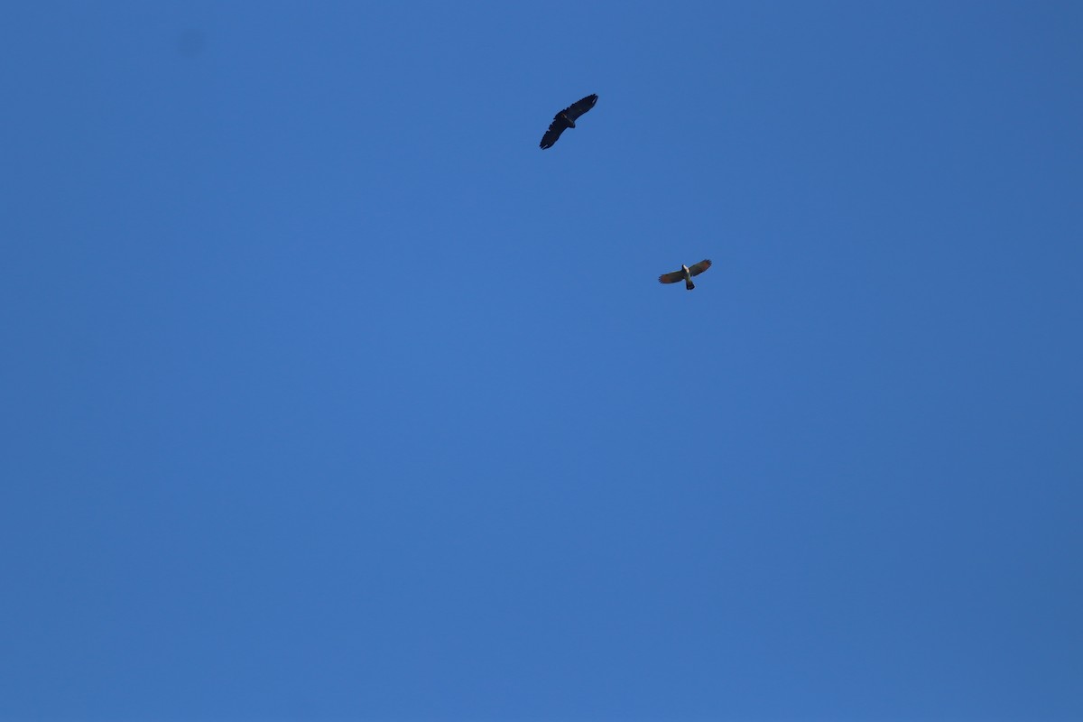 Slender-billed Kite - ML635734221