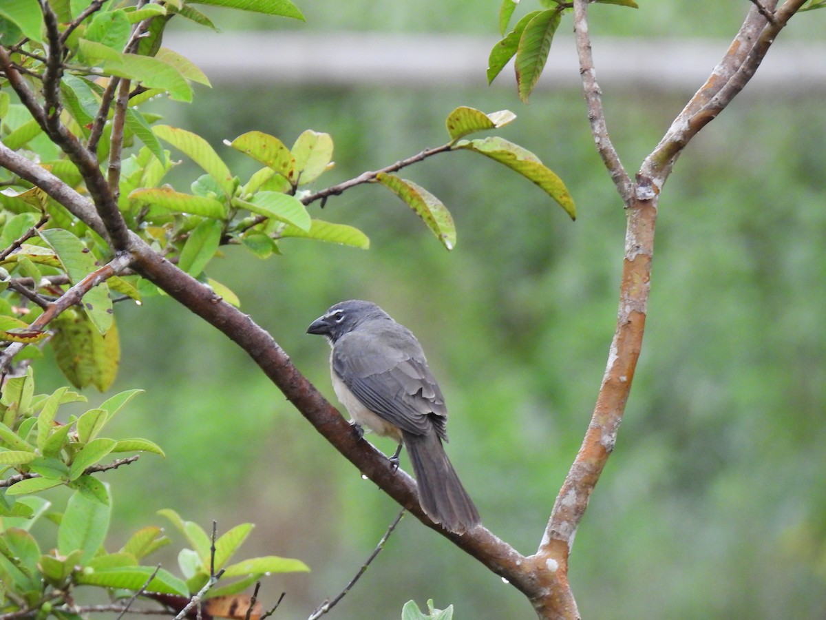 Olive-gray Saltator - ML635734257