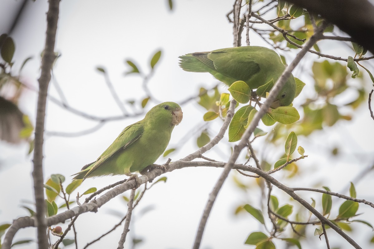 Mexican Parrotlet - ML635734263