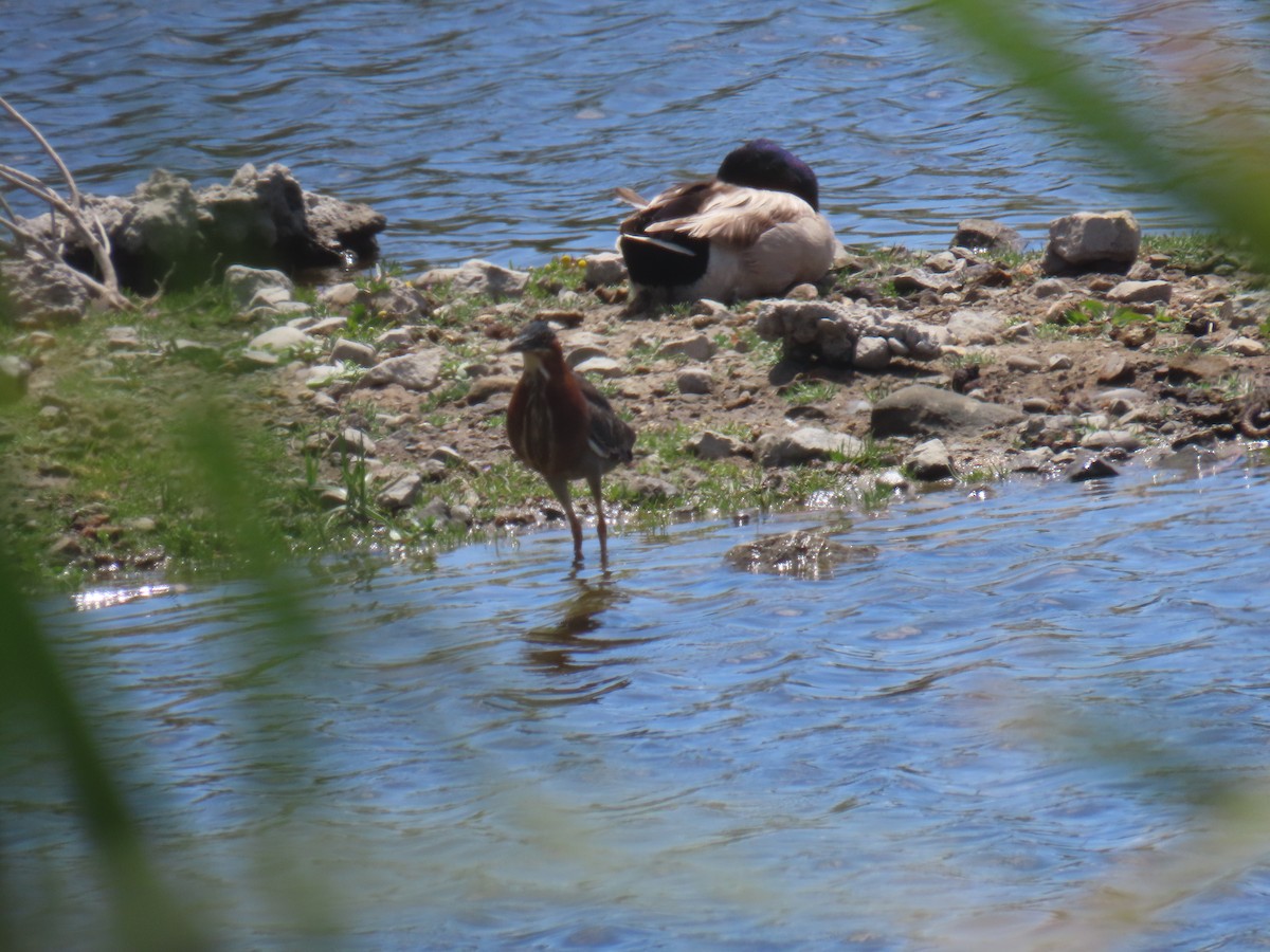 Green Heron - ML635734294