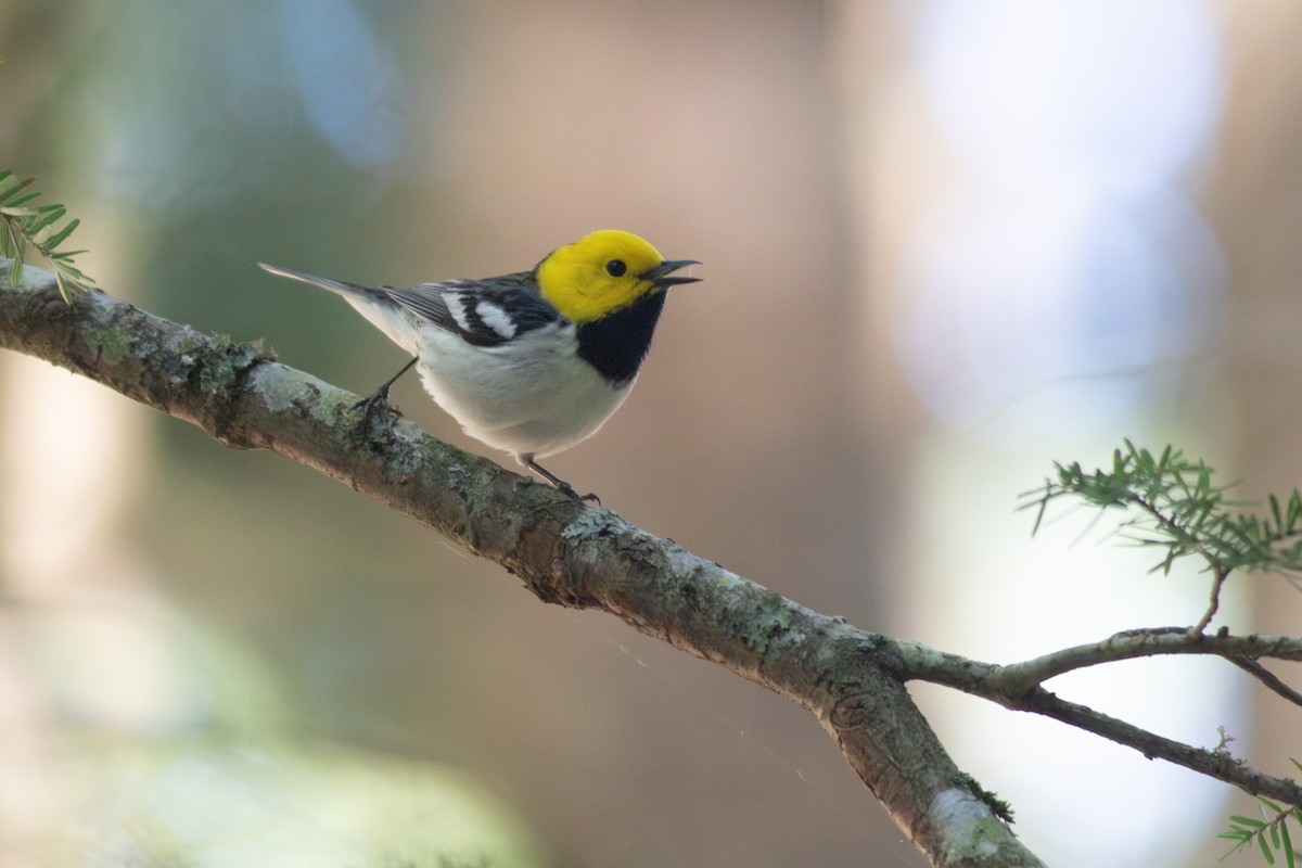 Hermit Warbler - ML635734408