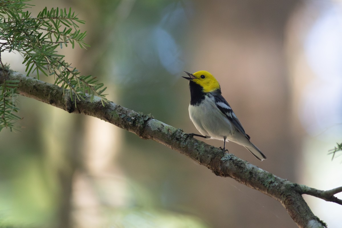 Hermit Warbler - ML635734409
