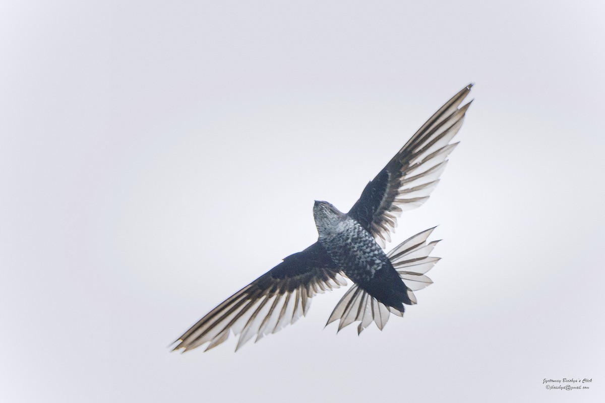Dark-rumped Swift - ML635734499