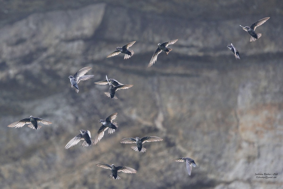 Dark-rumped Swift - ML635734500