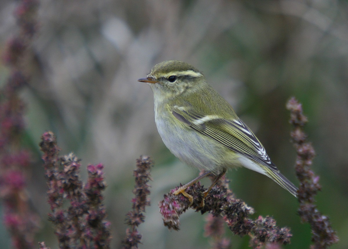 Yellow-browed Warbler - Christoph Moning
