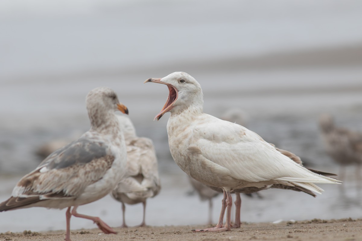 Glaucous Gull - ML635734604