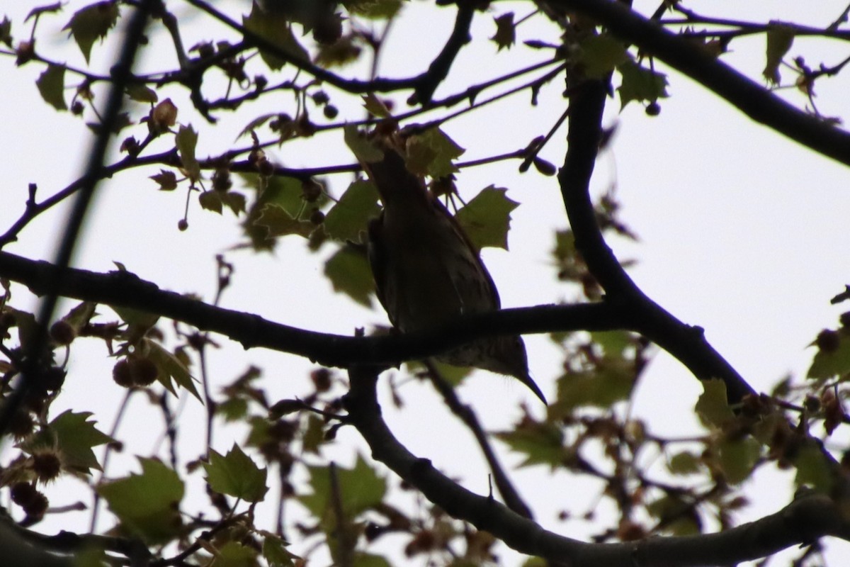 Brown Thrasher - ML635734616