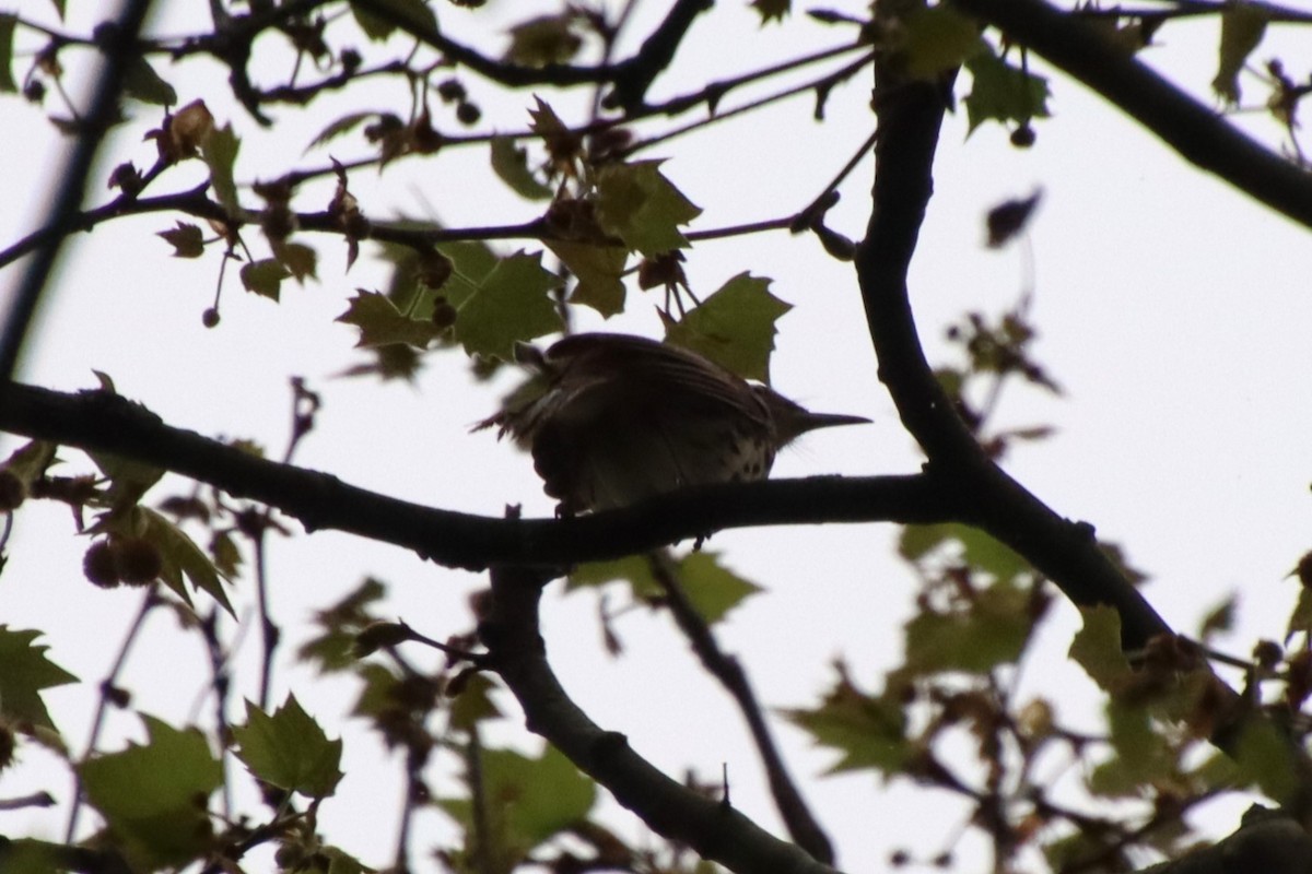 Brown Thrasher - ML635734619