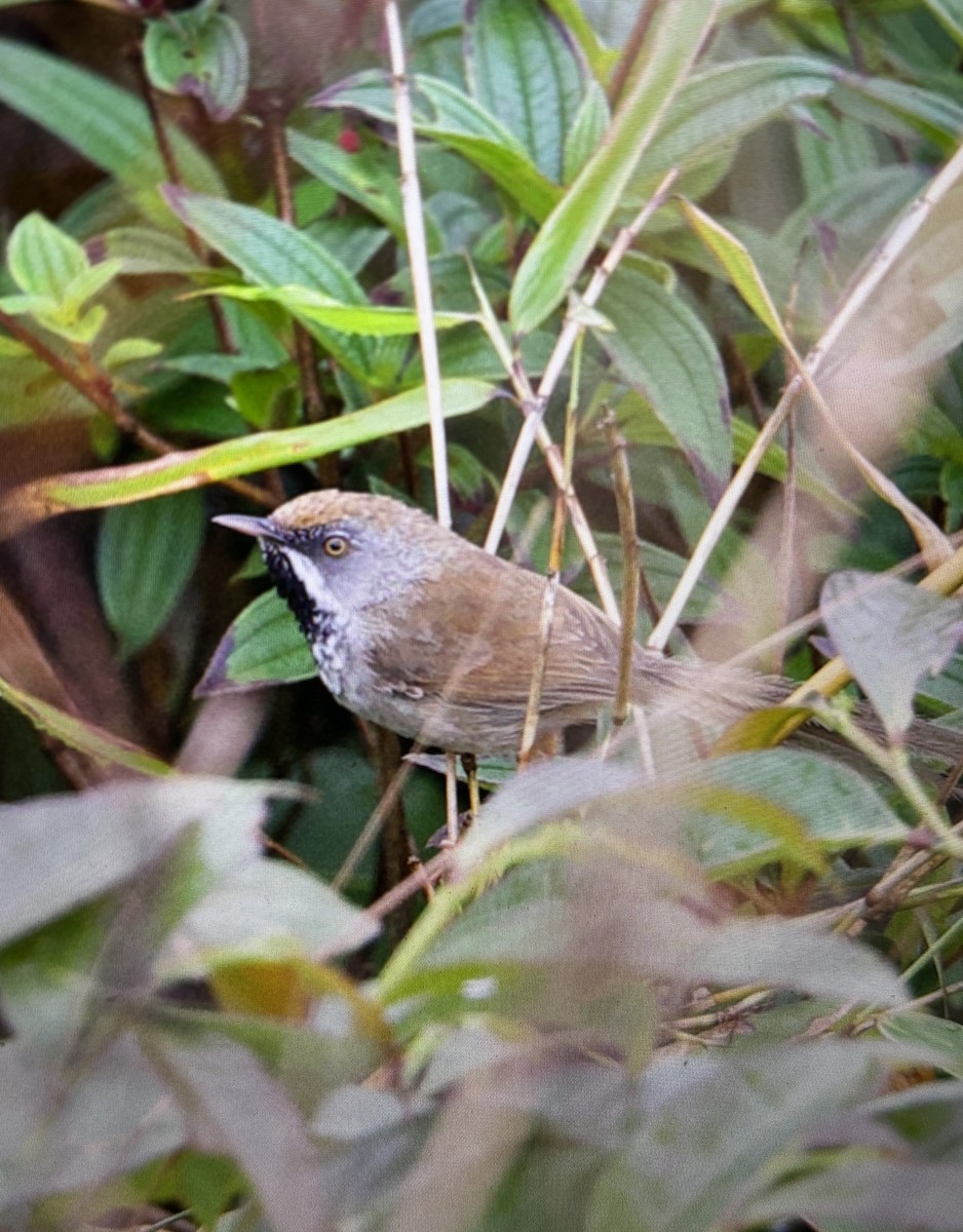 Rufous-crowned Prinia - ML635734694