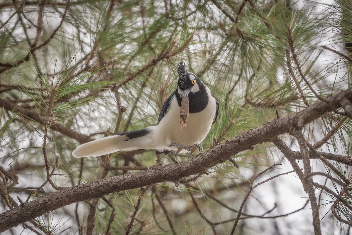 Tufted Jay - ML635734735
