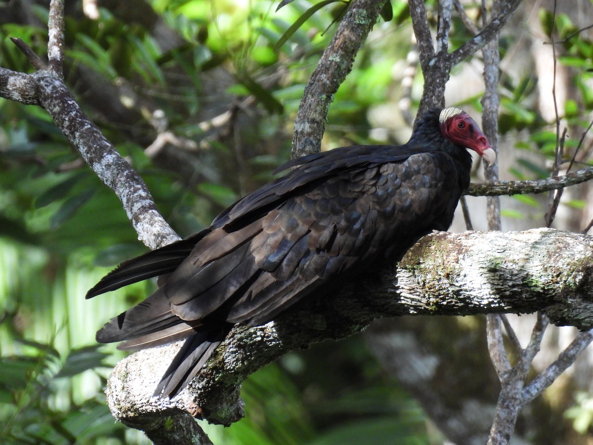 Turkey Vulture - ML635734737