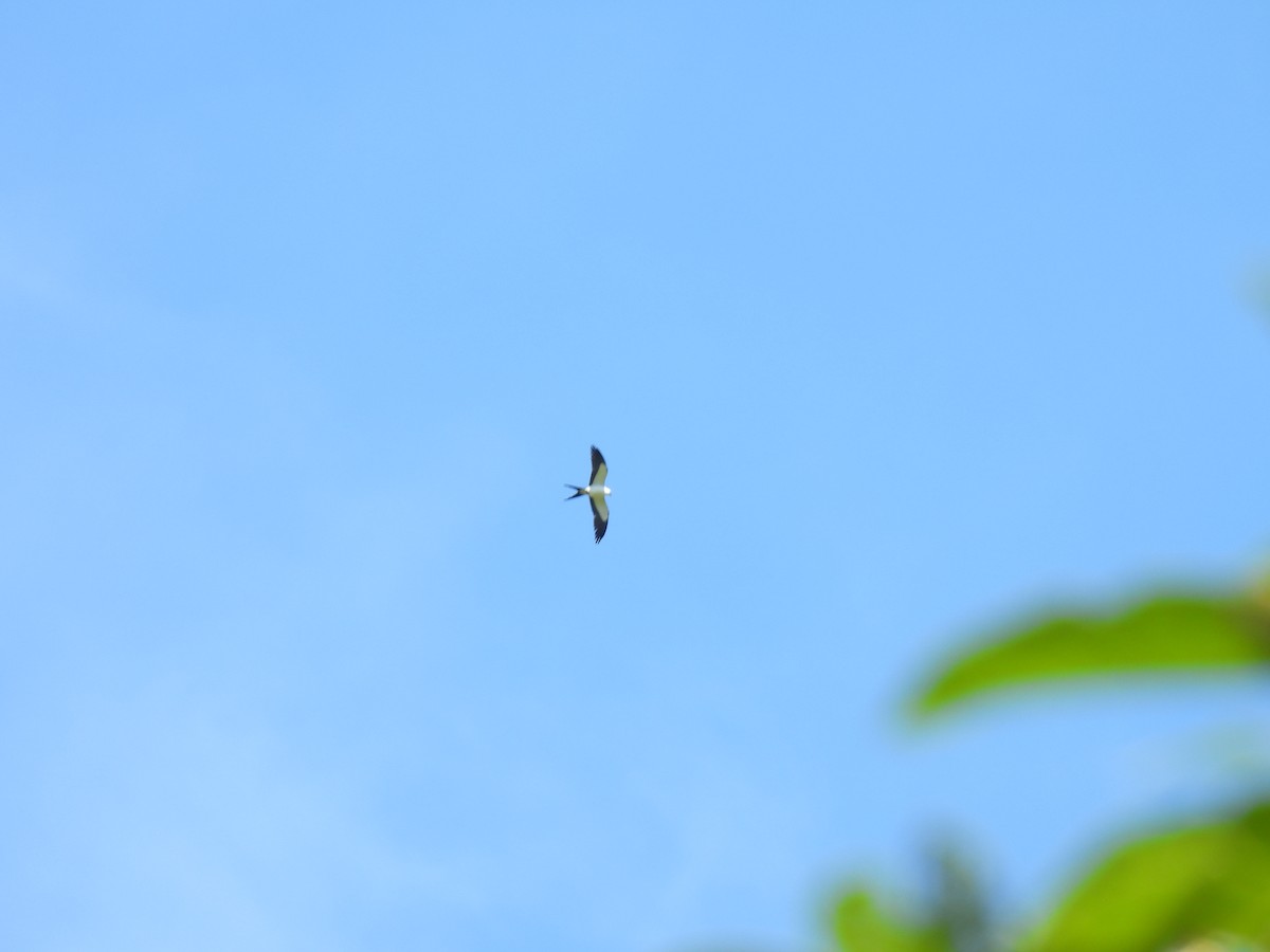 Swallow-tailed Kite - ML635734886