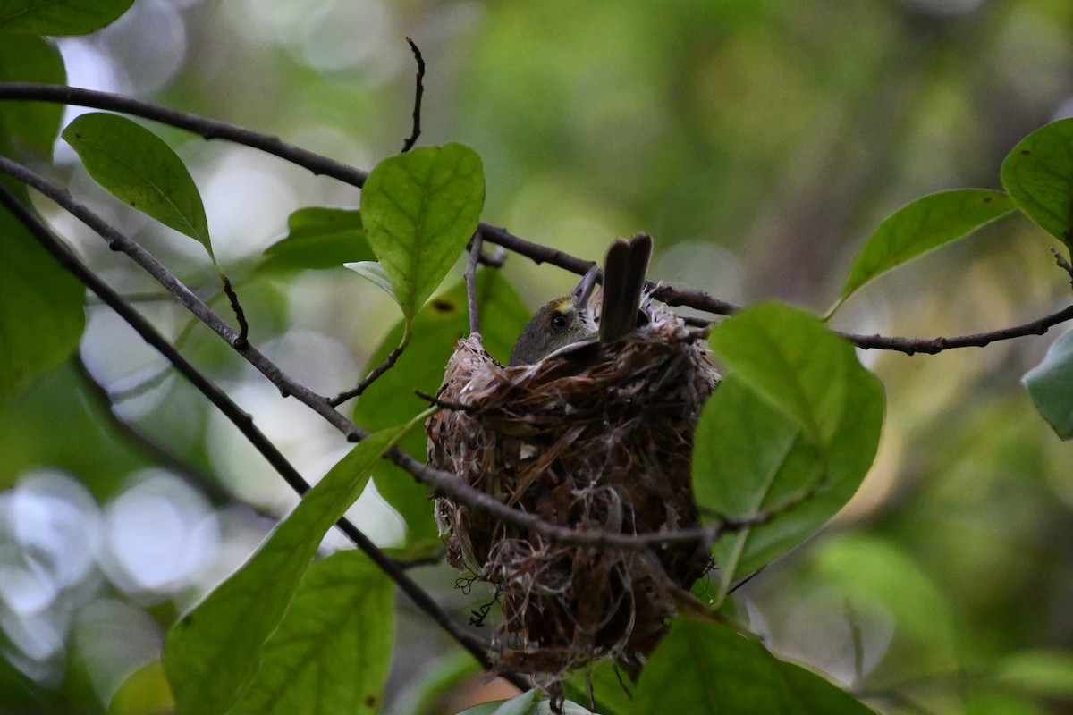 San Andres Vireo - ML635734928