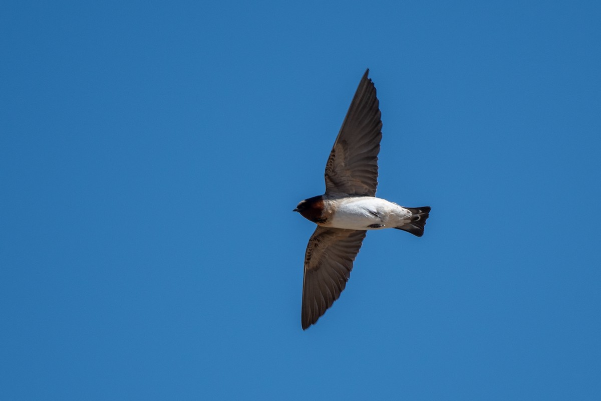 Cliff Swallow - ML635734958