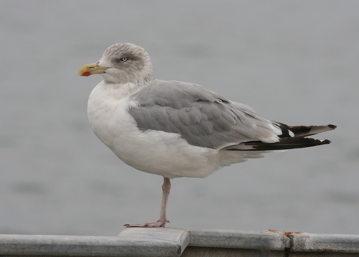 Herring Gull (European) - ML63573521