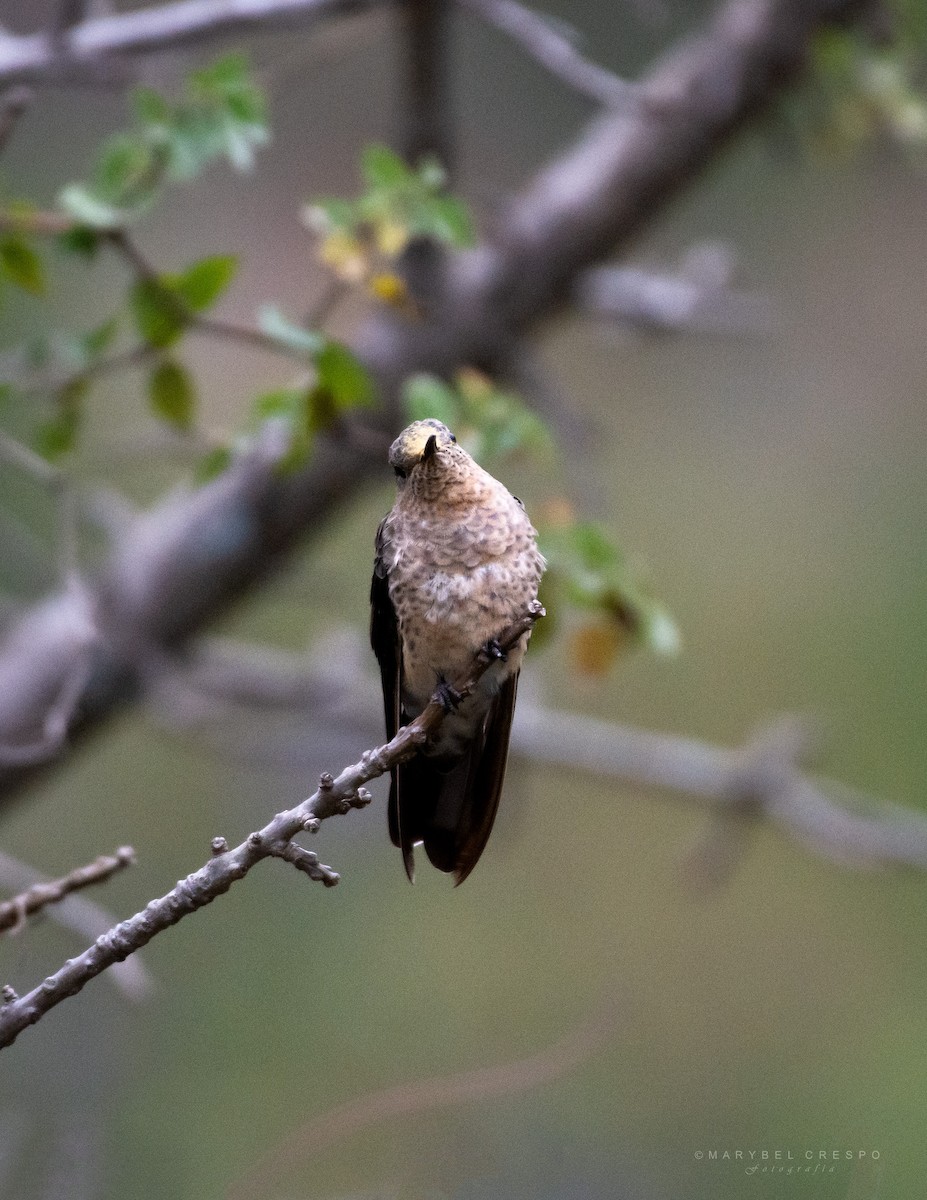 Giant Hummingbird - ML635735214
