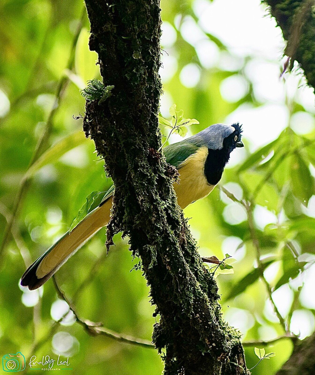 sojka zelenavá - ML635735240