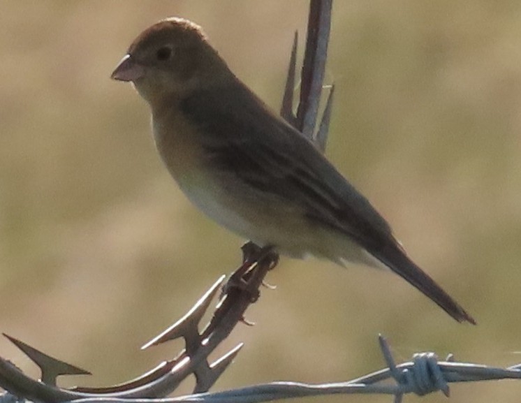 Lazuli Bunting - ML635735351