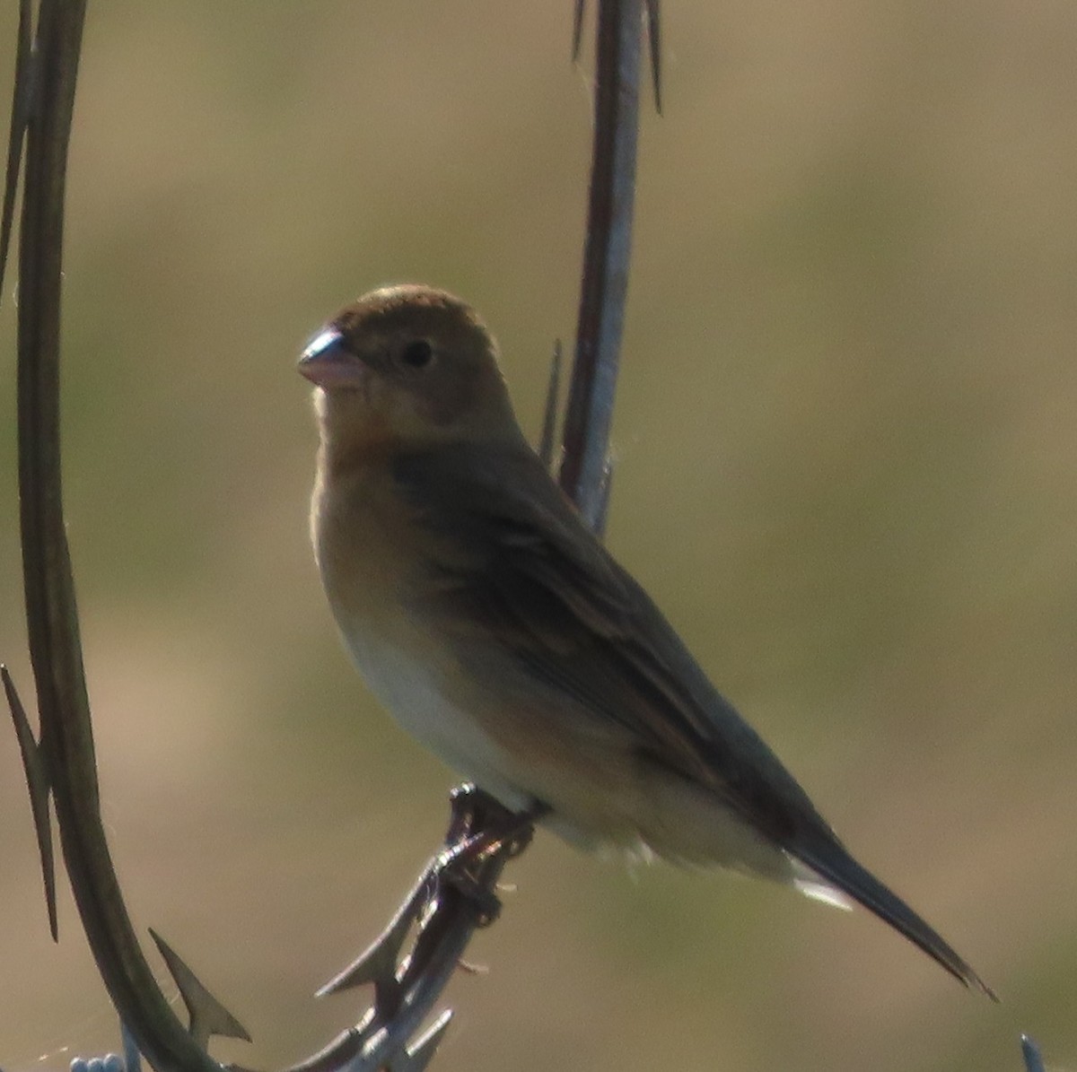 Lazuli Bunting - ML635735352