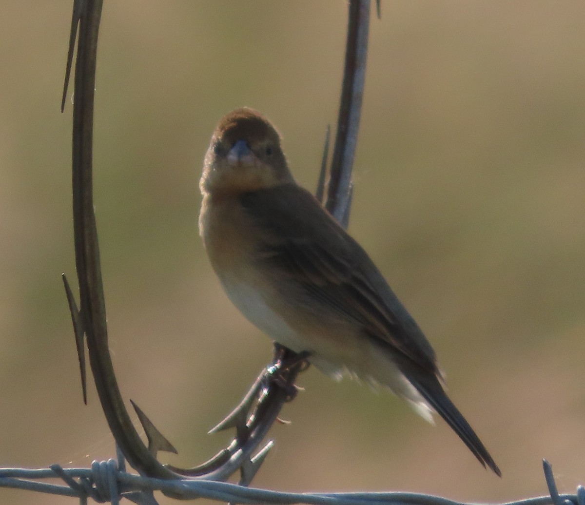 Lazuli Bunting - ML635735353