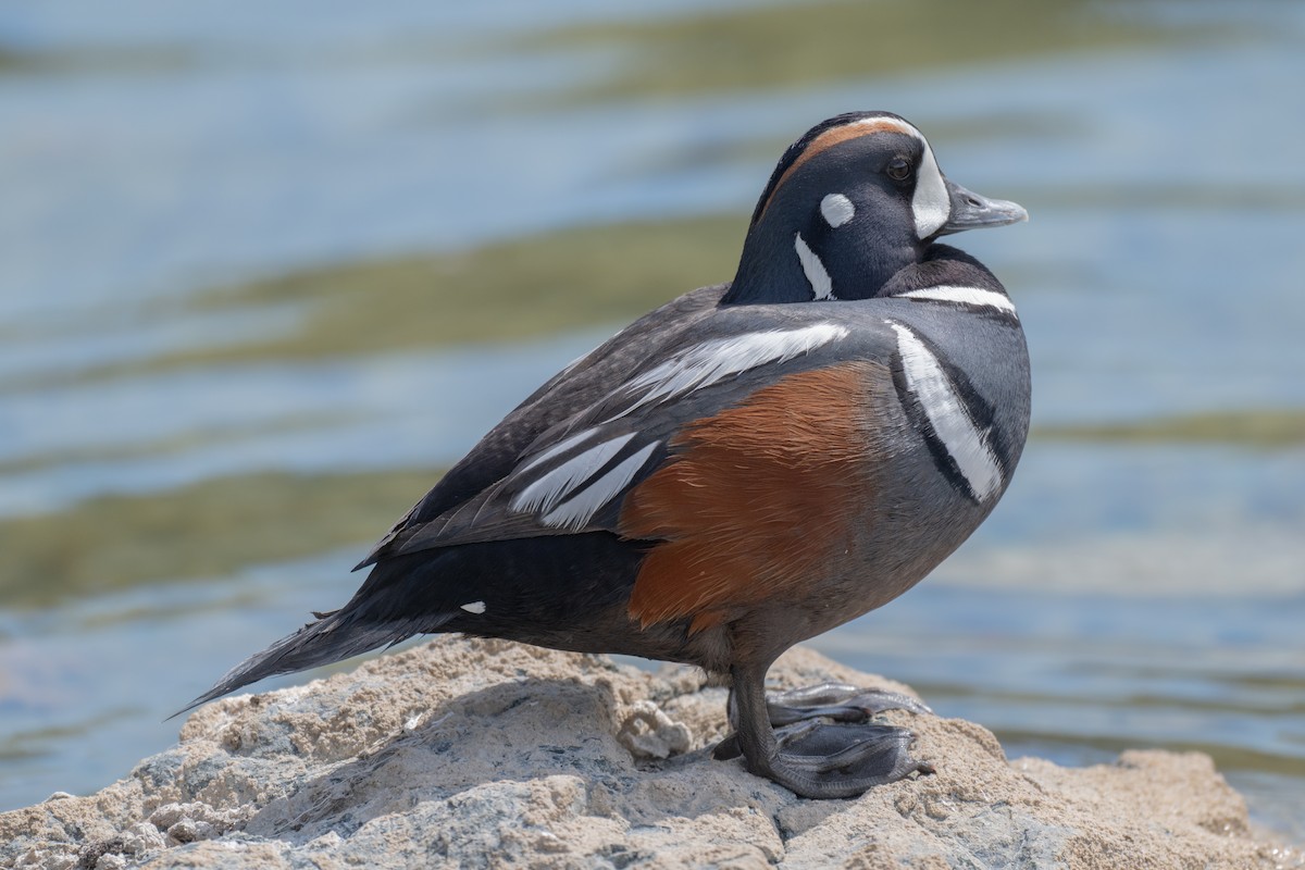 Harlequin Duck - ML635735359