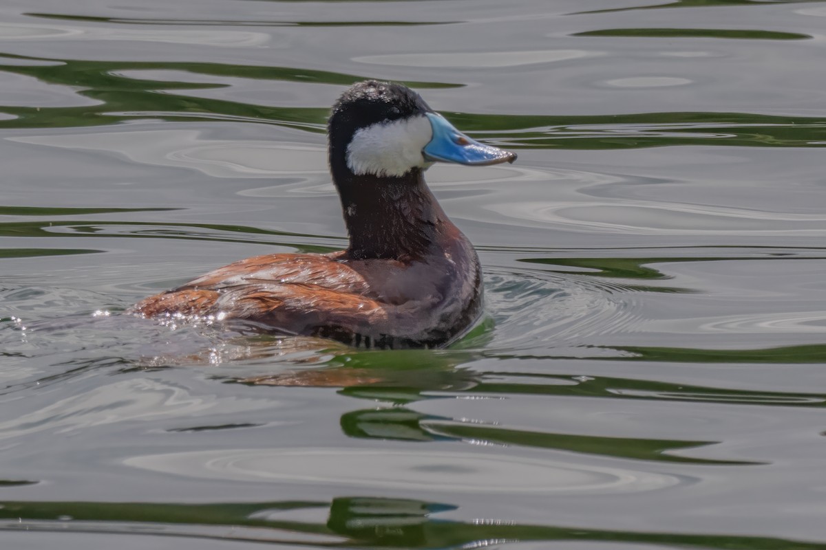 Ruddy Duck - ML635735369