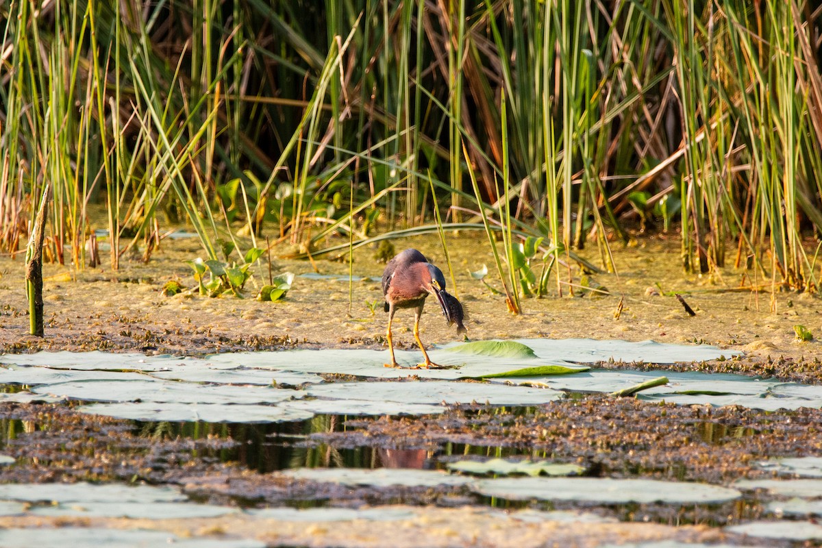Green Heron - ML635735372