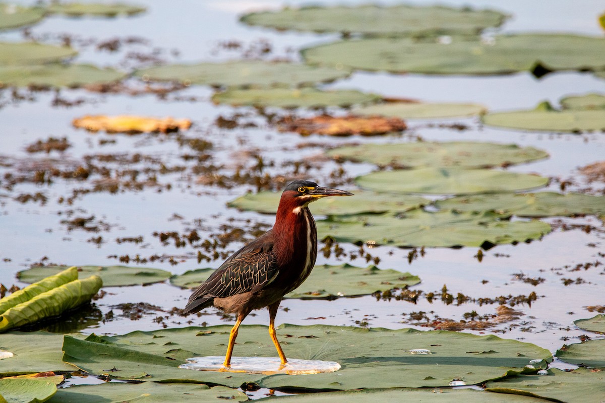 Green Heron - ML635735373