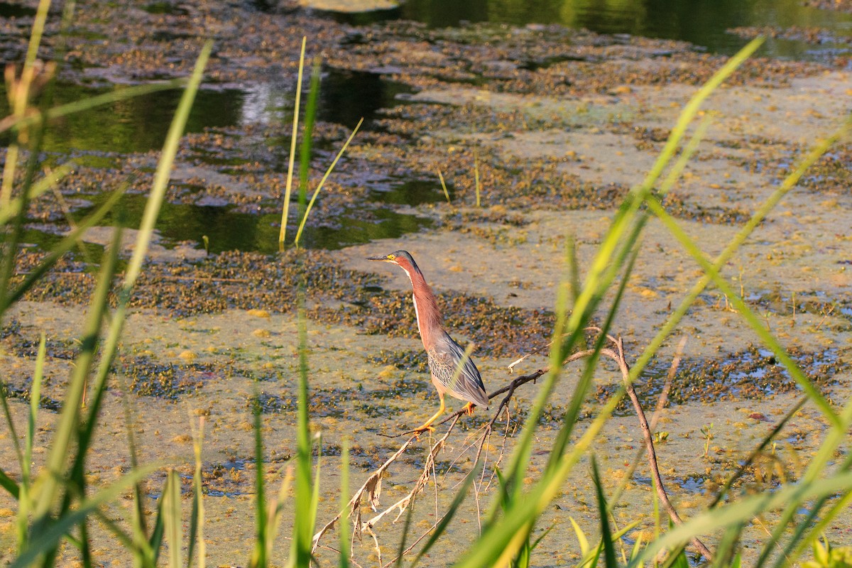 Green Heron - ML635735374