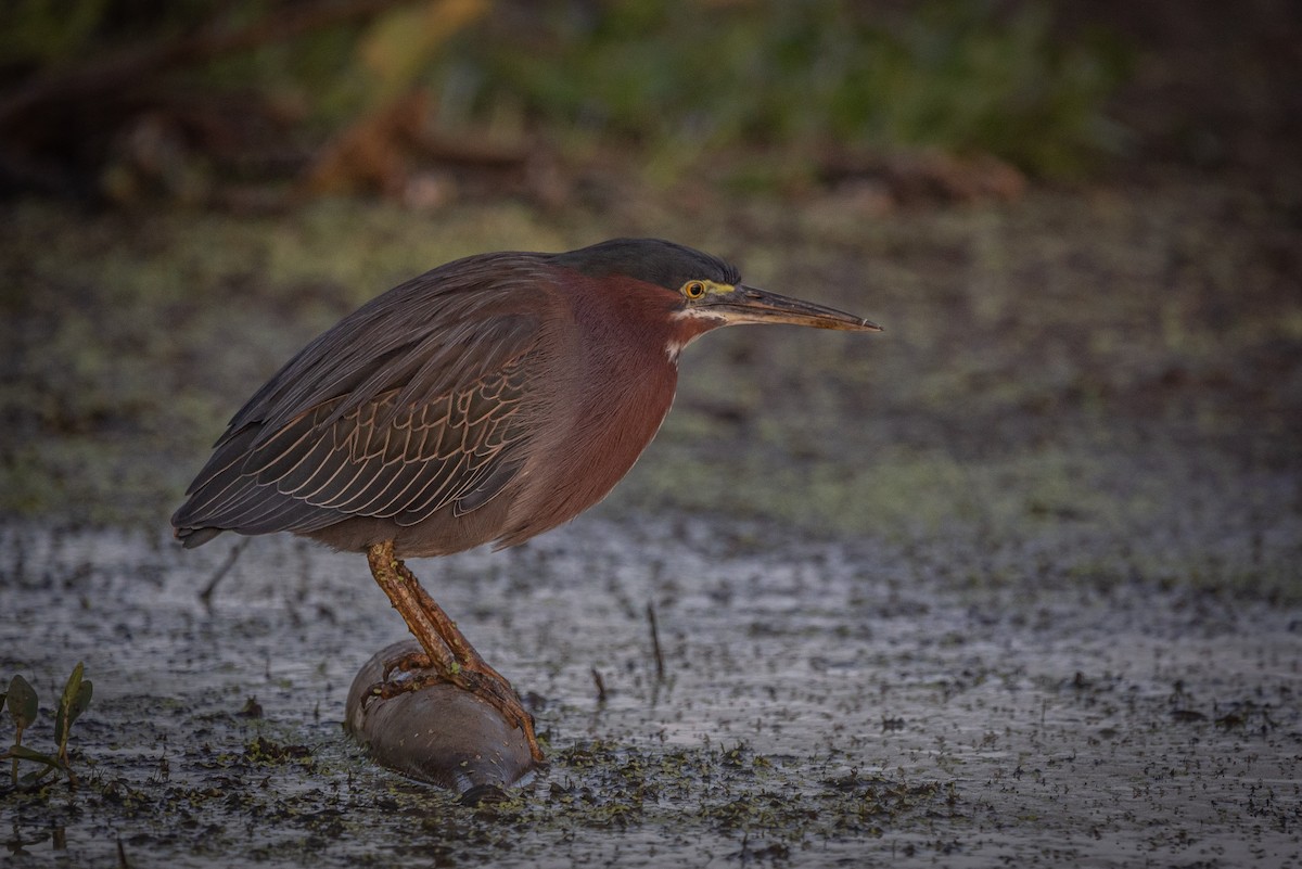 Green Heron - ML635735396
