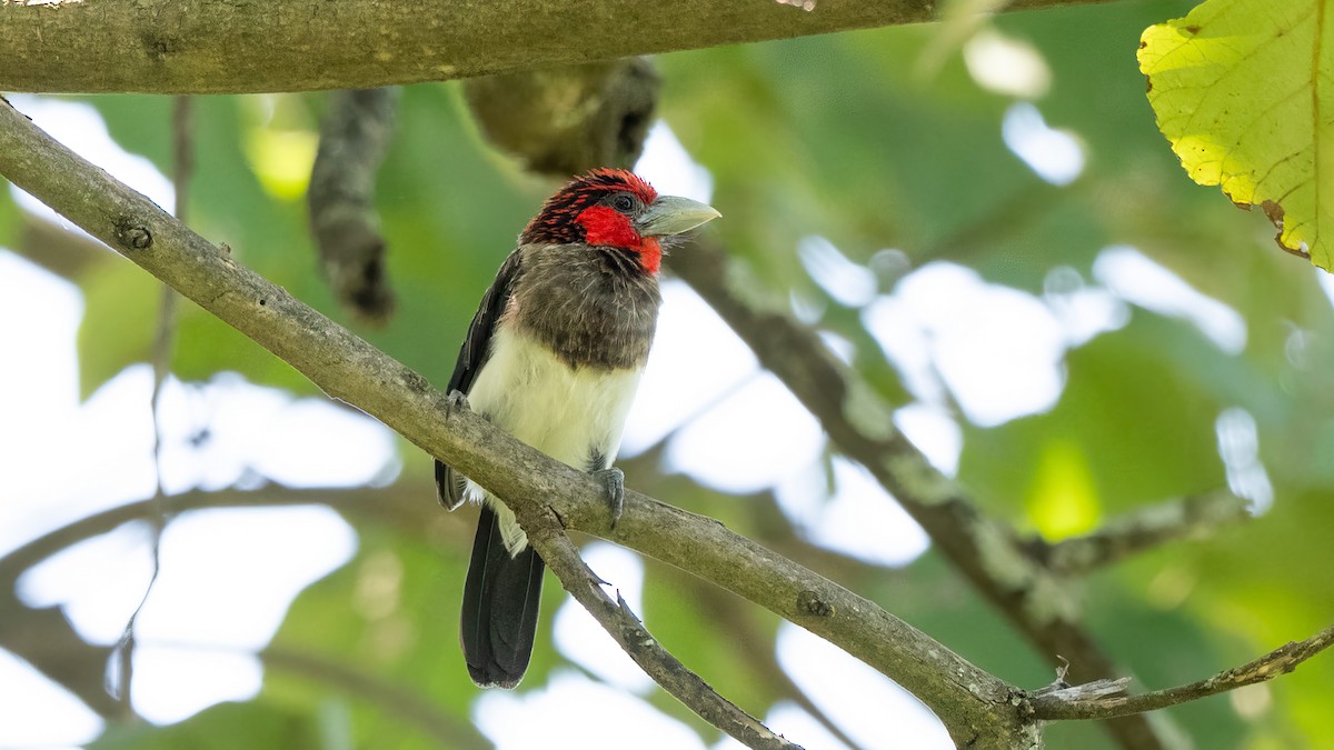 Brown-breasted Barbet - ML635735423