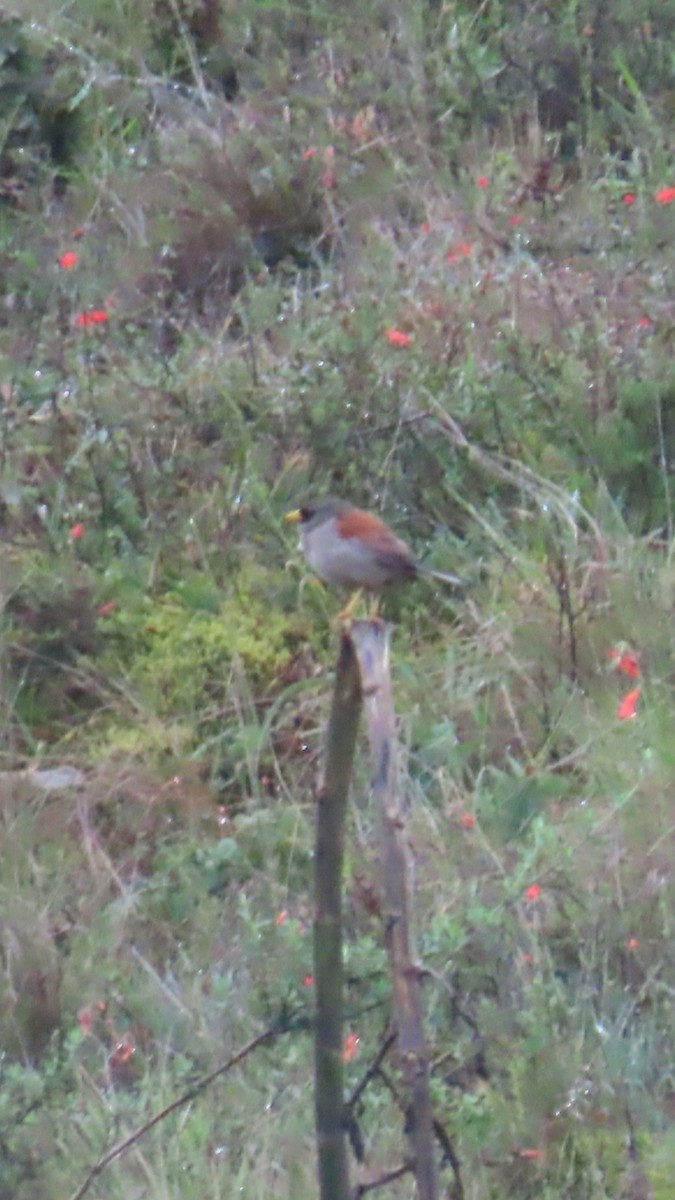 Rufous-backed Inca-Finch - ML635735504