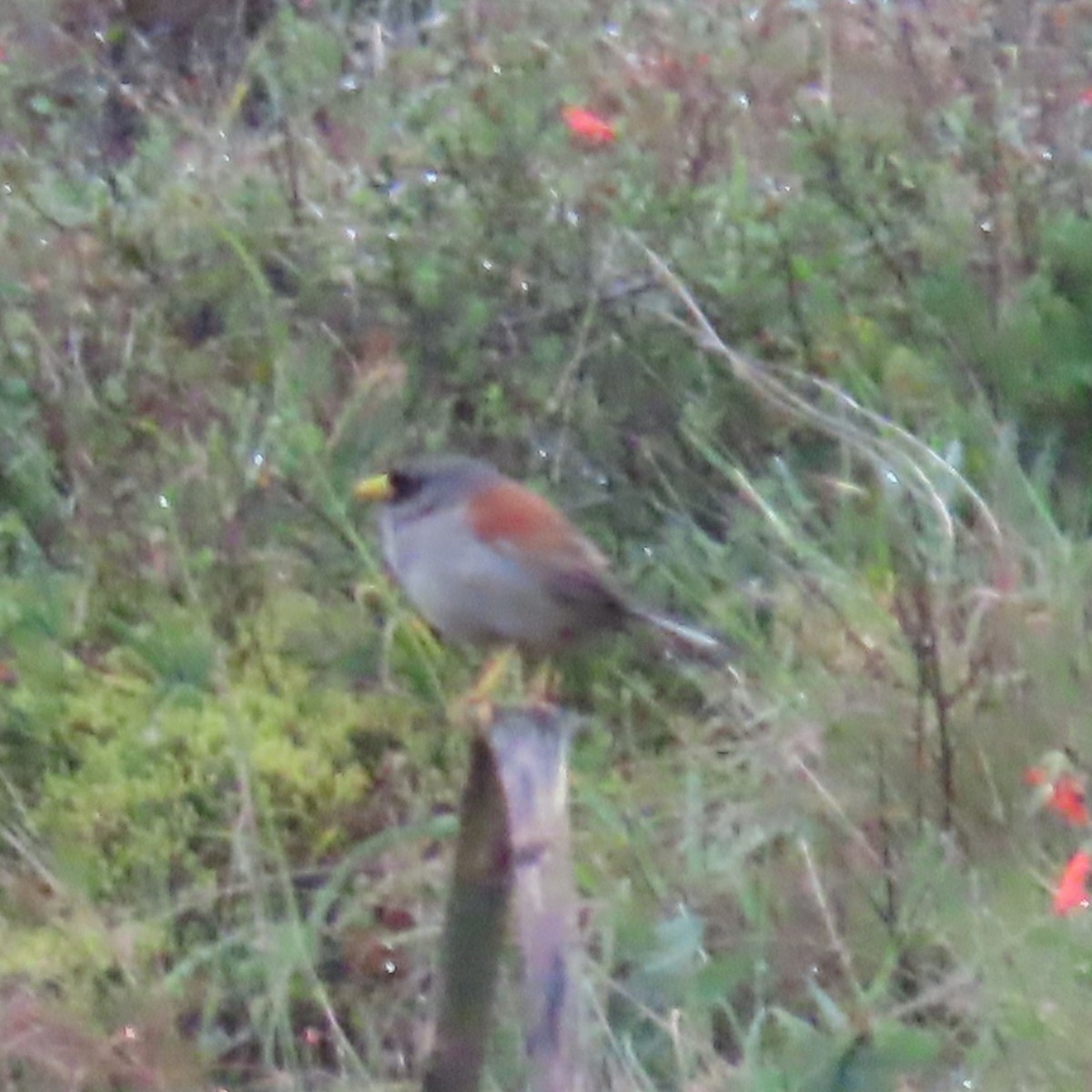 Rufous-backed Inca-Finch - ML635735505