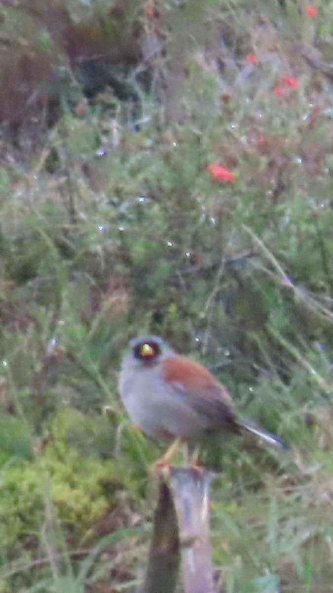 Rufous-backed Inca-Finch - ML635735506