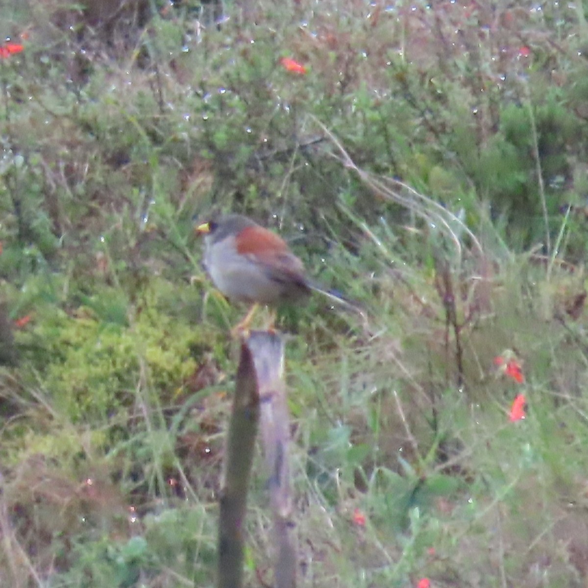Rufous-backed Inca-Finch - ML635735507