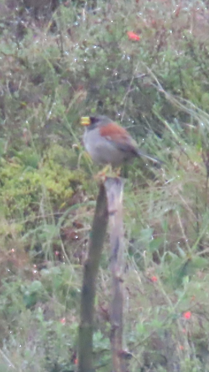 Rufous-backed Inca-Finch - ML635735508