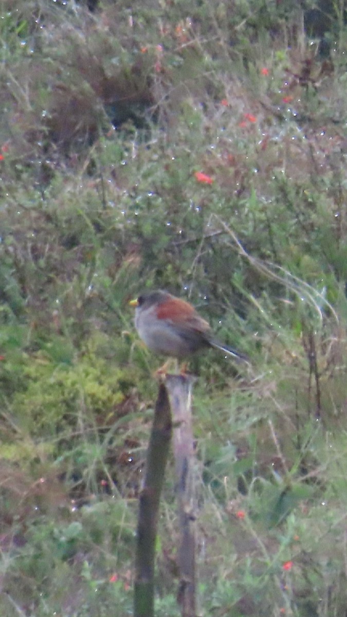Rufous-backed Inca-Finch - ML635735509