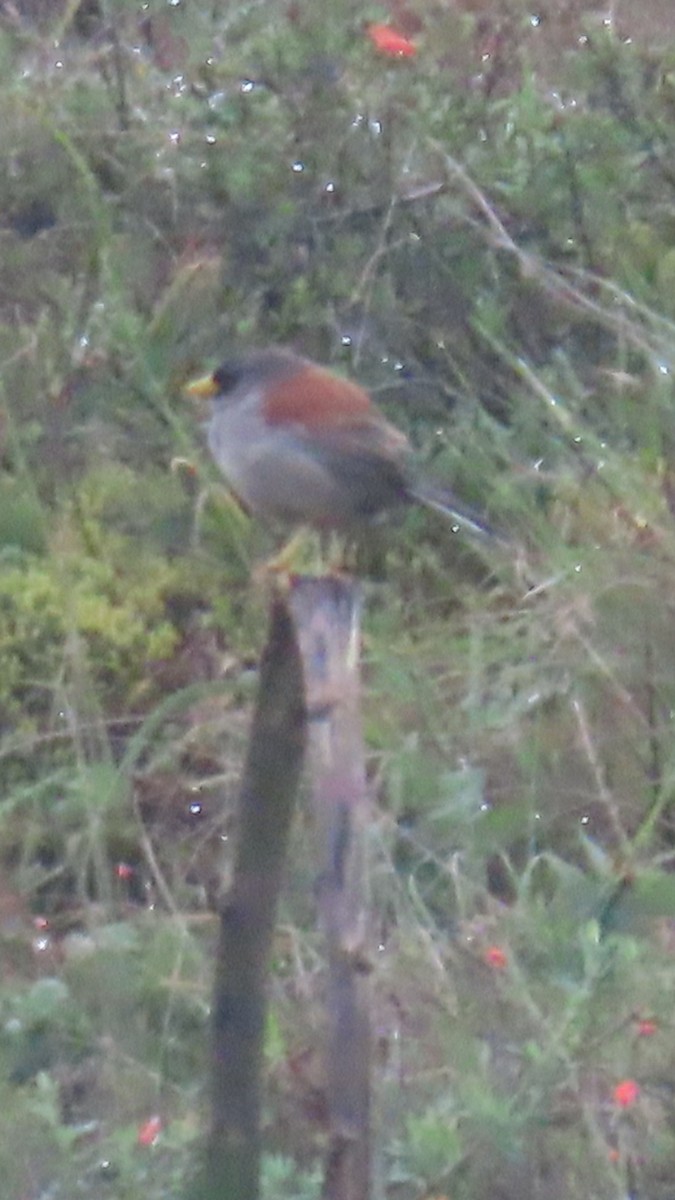 Rufous-backed Inca-Finch - ML635735511