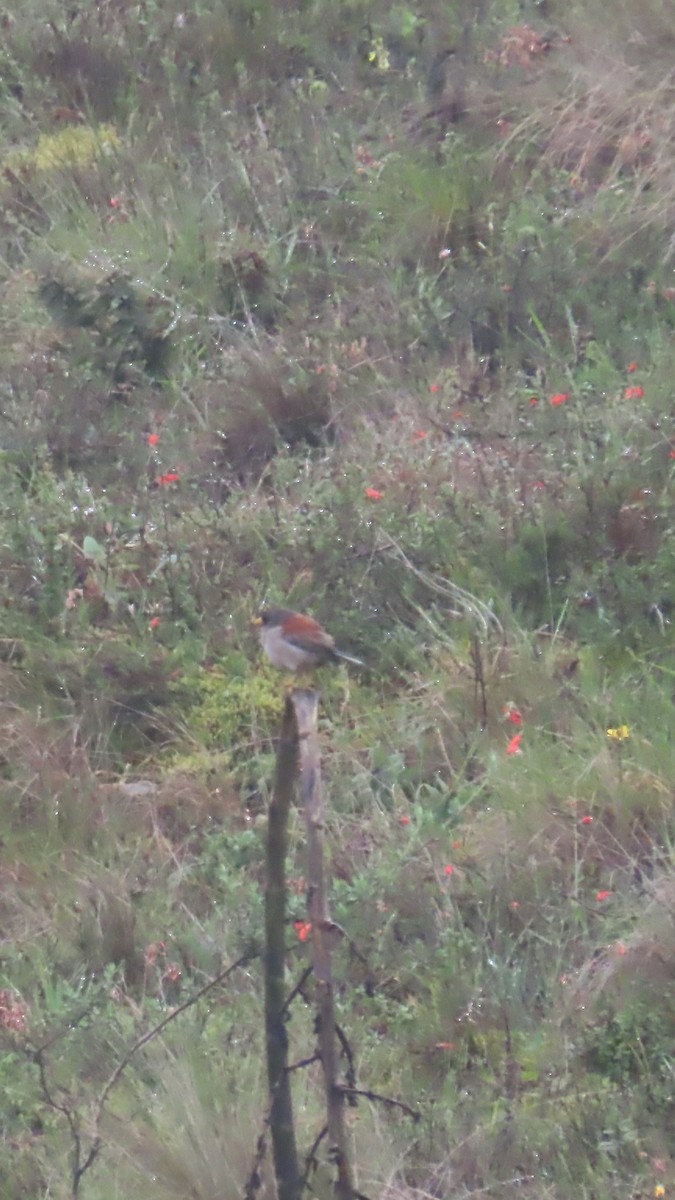 Rufous-backed Inca-Finch - ML635735518