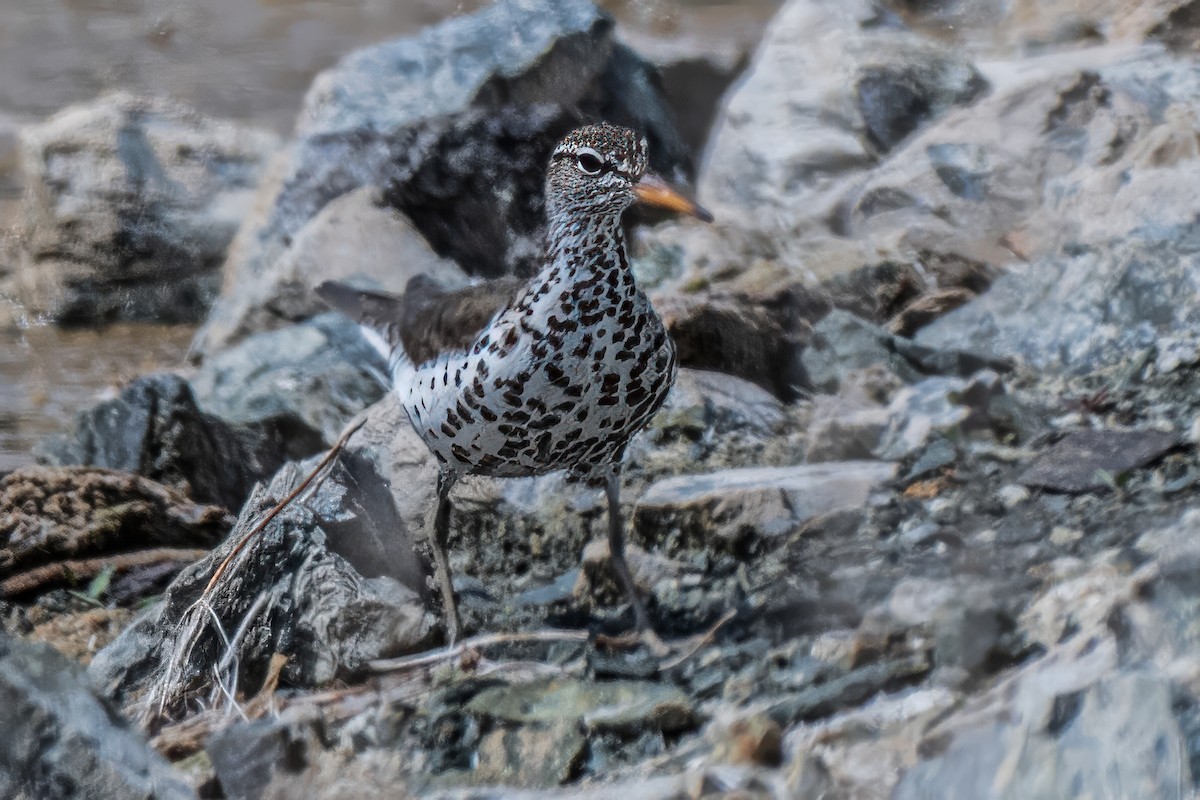 Spotted Sandpiper - ML635735554