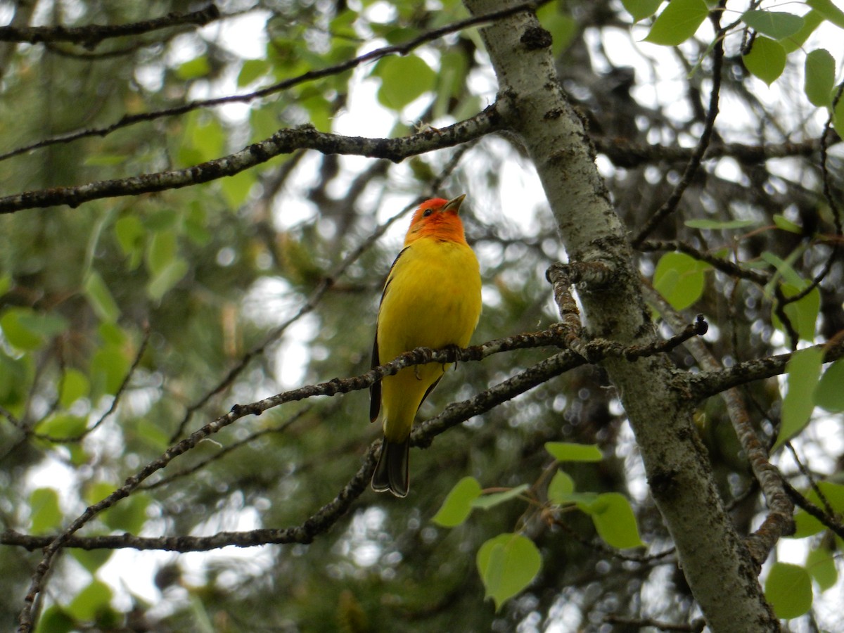 Piranga à tête rouge - ML635735561